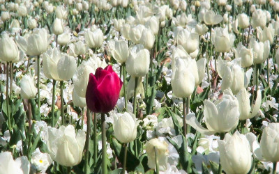 Establishing Authenticity With Your Blog